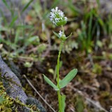 longhorn plectritis (2)