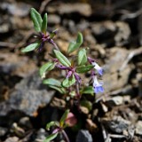 small-flowered blue-eyed Mary