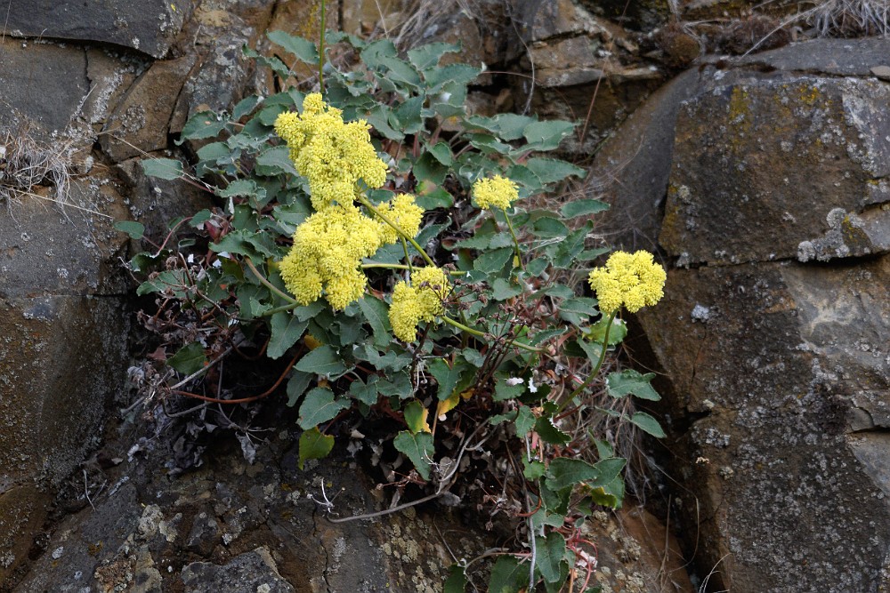 Arrowleaf buckwheat with yellow flowers