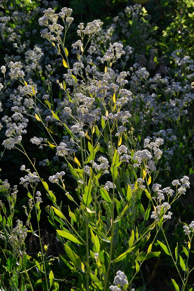 Broad-leaved pepperweed