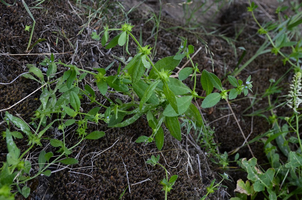 Catchweed, madwort - Asperugo procumbens (introduced) (3)