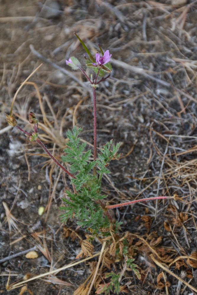 Common stork's-bill, redstem - Erodium cicutarium (Introduced)1