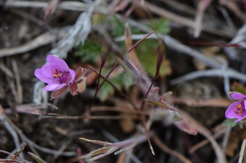 Common stork's-bill, redstem - Erodium cicutarium (Introduced)2