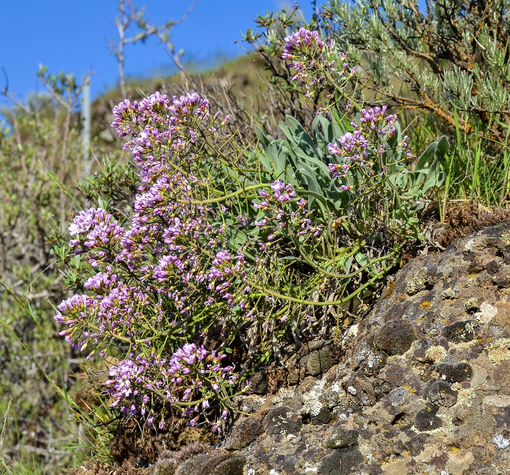 Daggerpod - Phoenicaulis cheiranthoides (3)