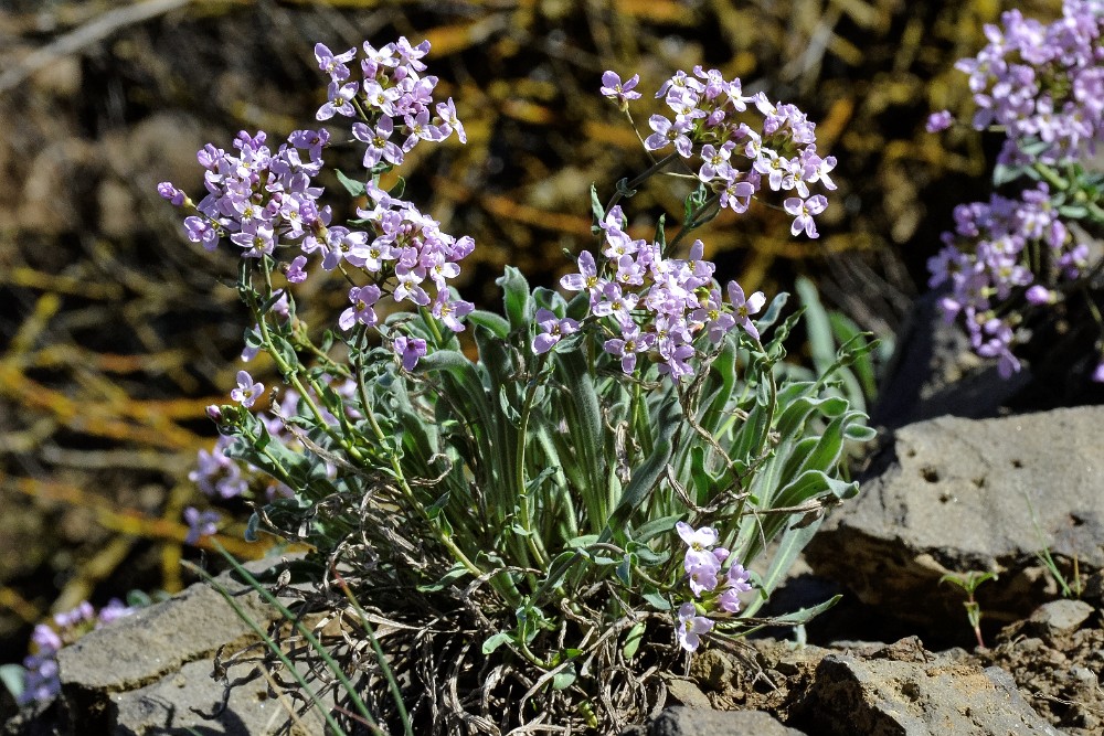 Daggerpod - Phoenicaulis cheiranthoides (4)