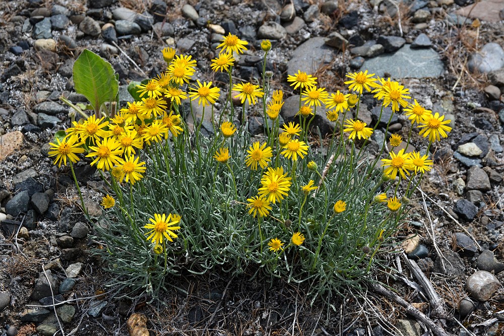Desert yellow daisy - Erigeron linearis (4)