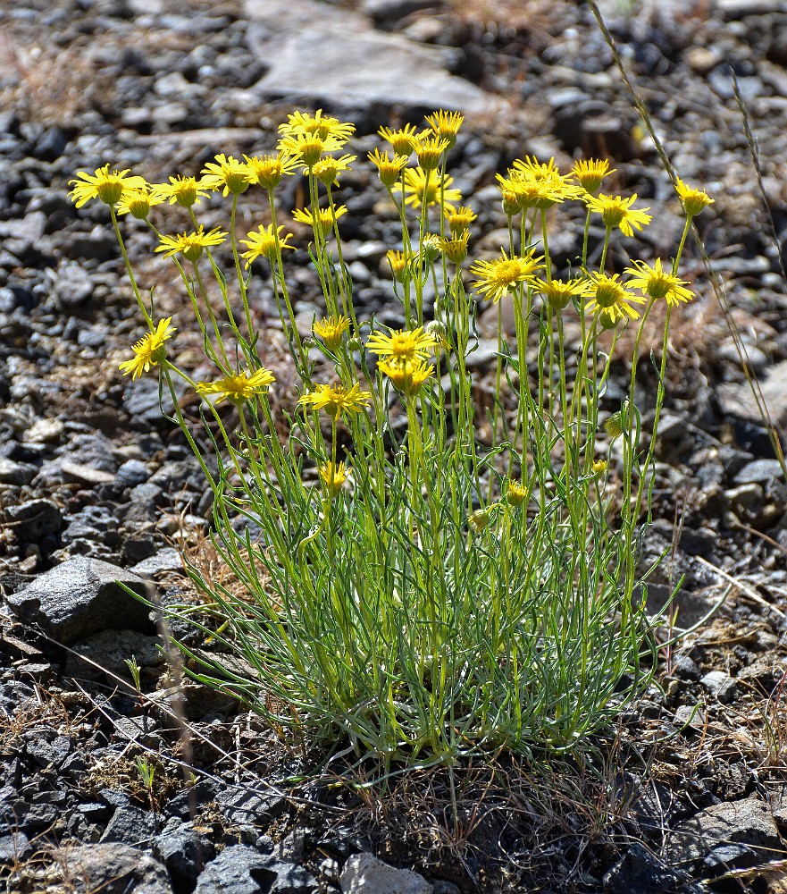 Desert yellow daisy - Erigeron linearis