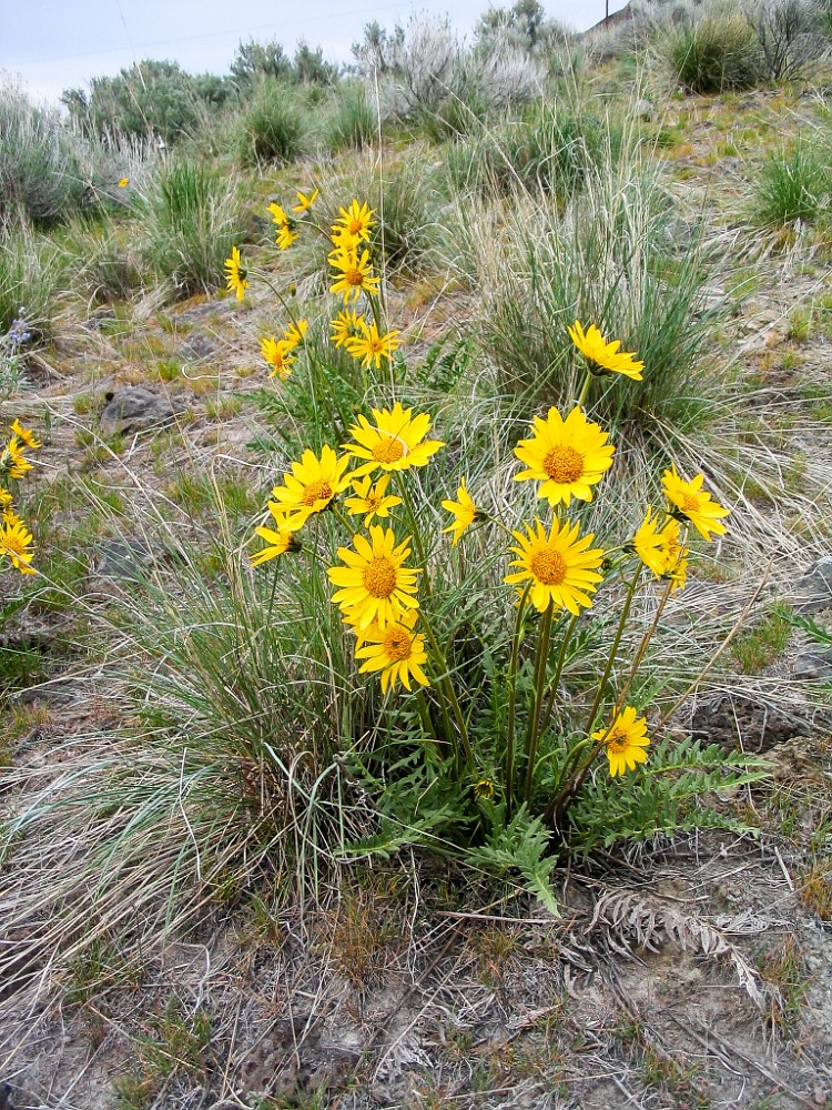 Hooker's-balsamroot