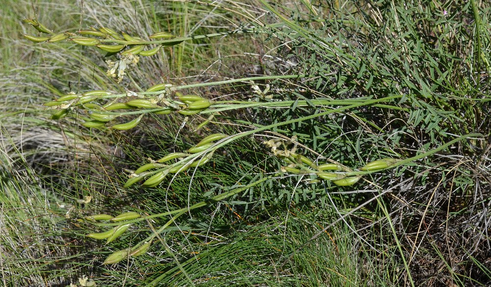 Leiberg's milk-vetch - Astragalus leibergii3