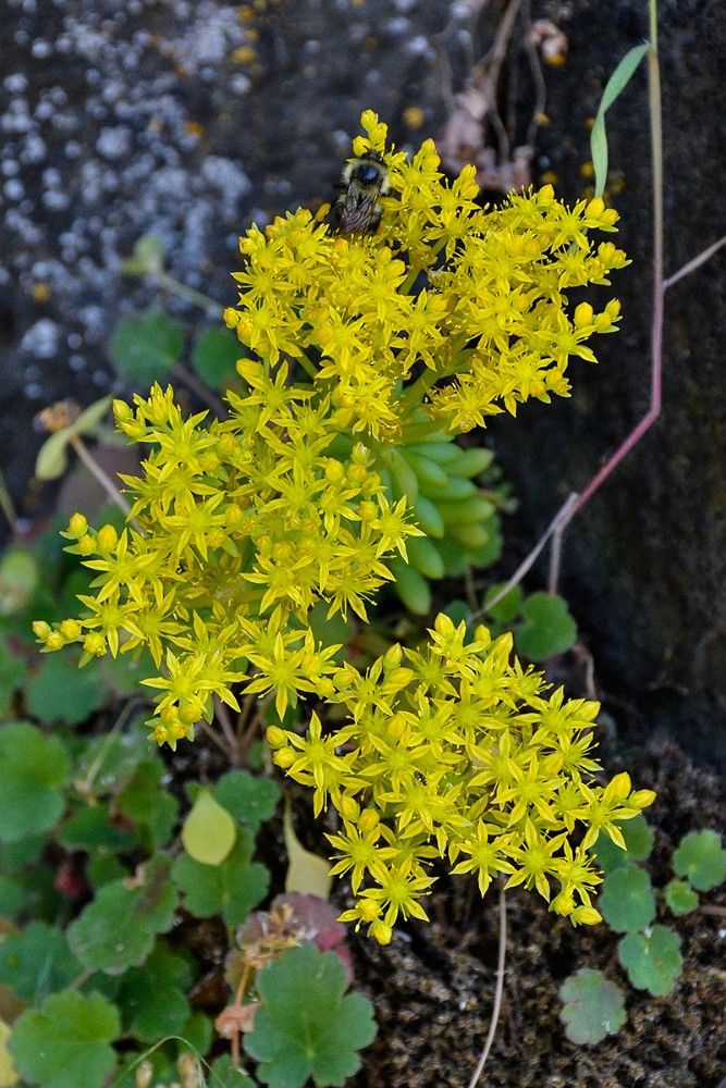 Leiberg's stonecrop - Sedum leibergii (6)