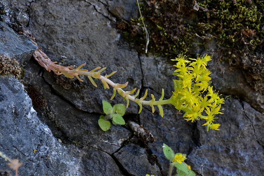 Leiberg's stonecrop - Sedum leibergii