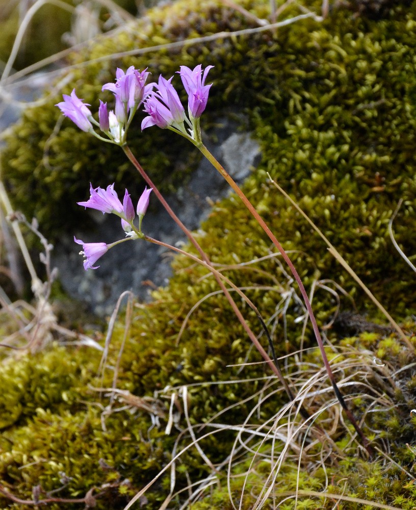 Taper tip onion - Allium acuminatum2