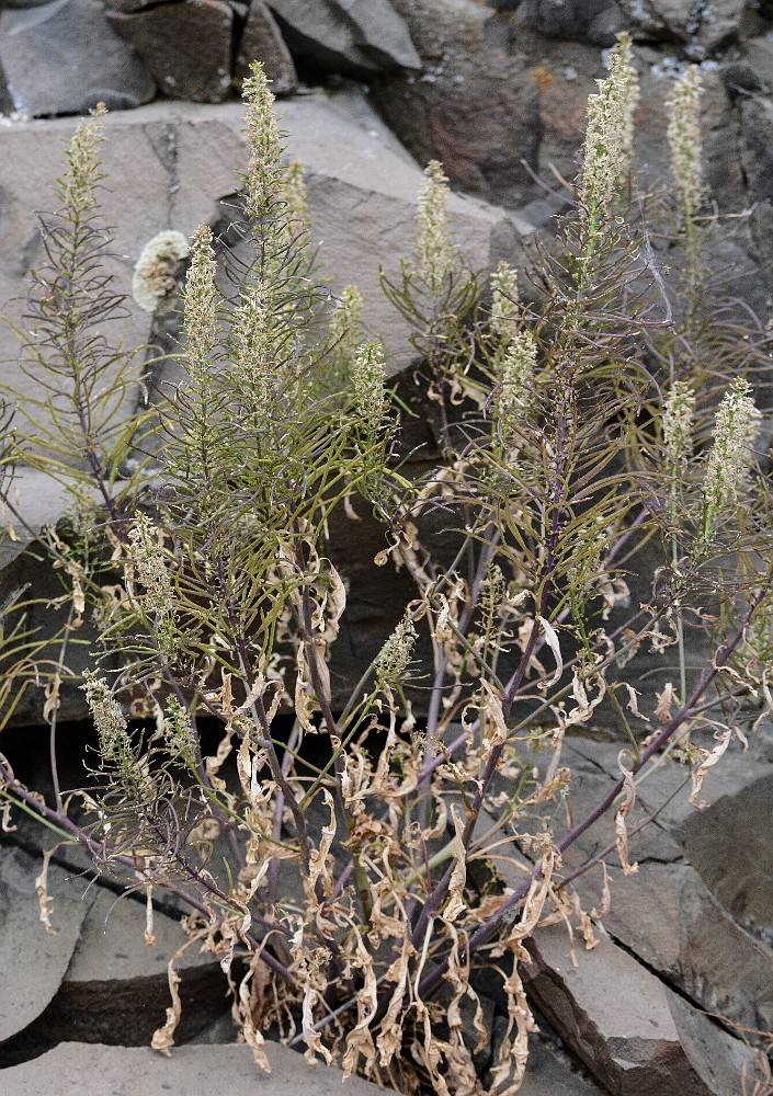 Thickleaf thelypody - Thelypodium laciniatum (2)