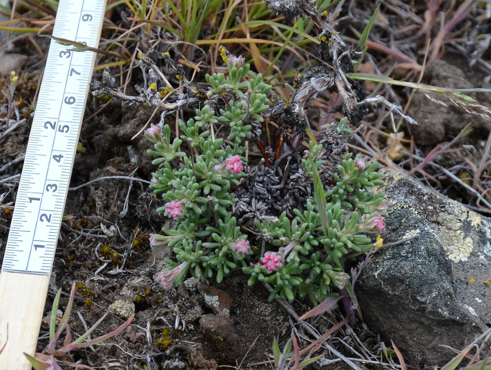 Thyme-leaf wild buckwheat