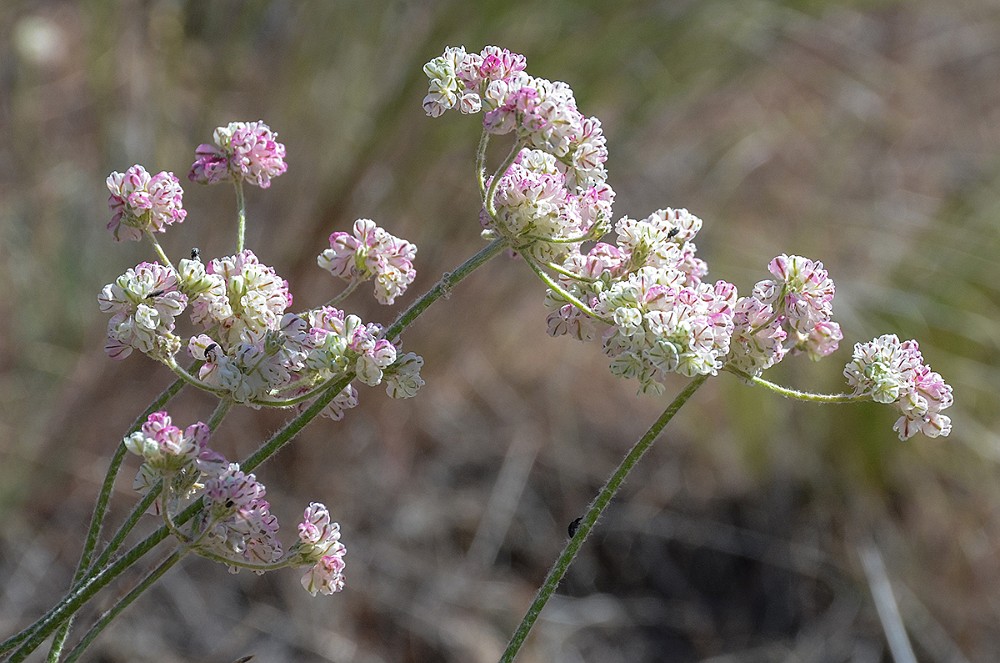 strict buckwheat Eriogonum strictum var. proliferum2