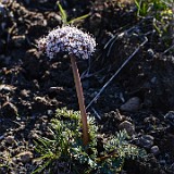 Canby's desert-parsley (2)
