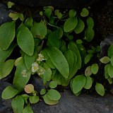 Clayton's saxifrage - Micranthes fragosa (2)