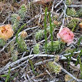 Columbia prickly-pear
