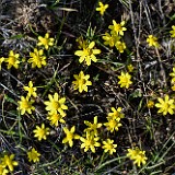 Common spring-gold