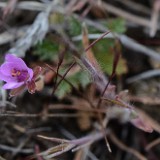 Common stork's-bill, redstem - Erodium cicutarium (Introduced)2