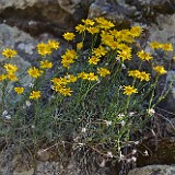 Desert yellow daisy - Erigeron linearis (8)