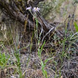 Douglas' aster - Symphyotrichum subspicatum (2)
