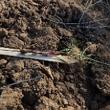 Geyer's desert-parsley - Lomatium geyeri
