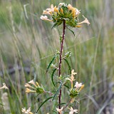 Large-flowered collomia
