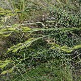 Leiberg's milk-vetch - Astragalus leibergii3