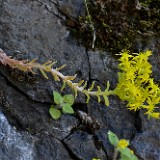 Leiberg's stonecrop - Sedum leibergii