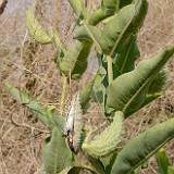 Showey Milkweed -  Asclepias speciosa (3)