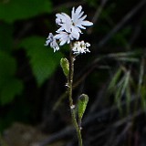 Smallflower woodland star - Lithophragma parviflorum (2)