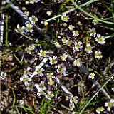 Spring whitlow-grass - Draba verna (1)