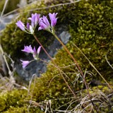 Taper tip onion - Allium acuminatum2