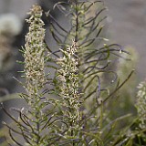 Thickleaf thelypody - Thelypodium laciniatum
