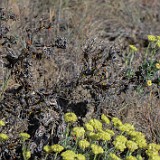 Thyme-leaf wild buckwheat (2)