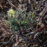 Thyme-leaf wild buckwheat (3)