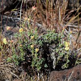 Thyme-leaf wild buckwheat (4)