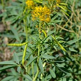 Yellow beeplant - Peritoma lutea