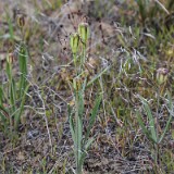 Yellow fritillary - Fritillaria pudica3