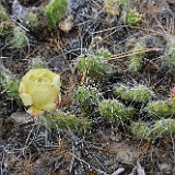 brittle prickly-pear (3)