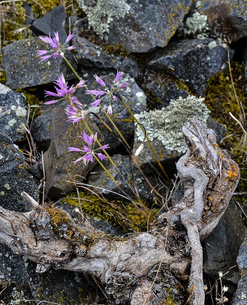 Allium-acuminatum Taper-tip-onion 4