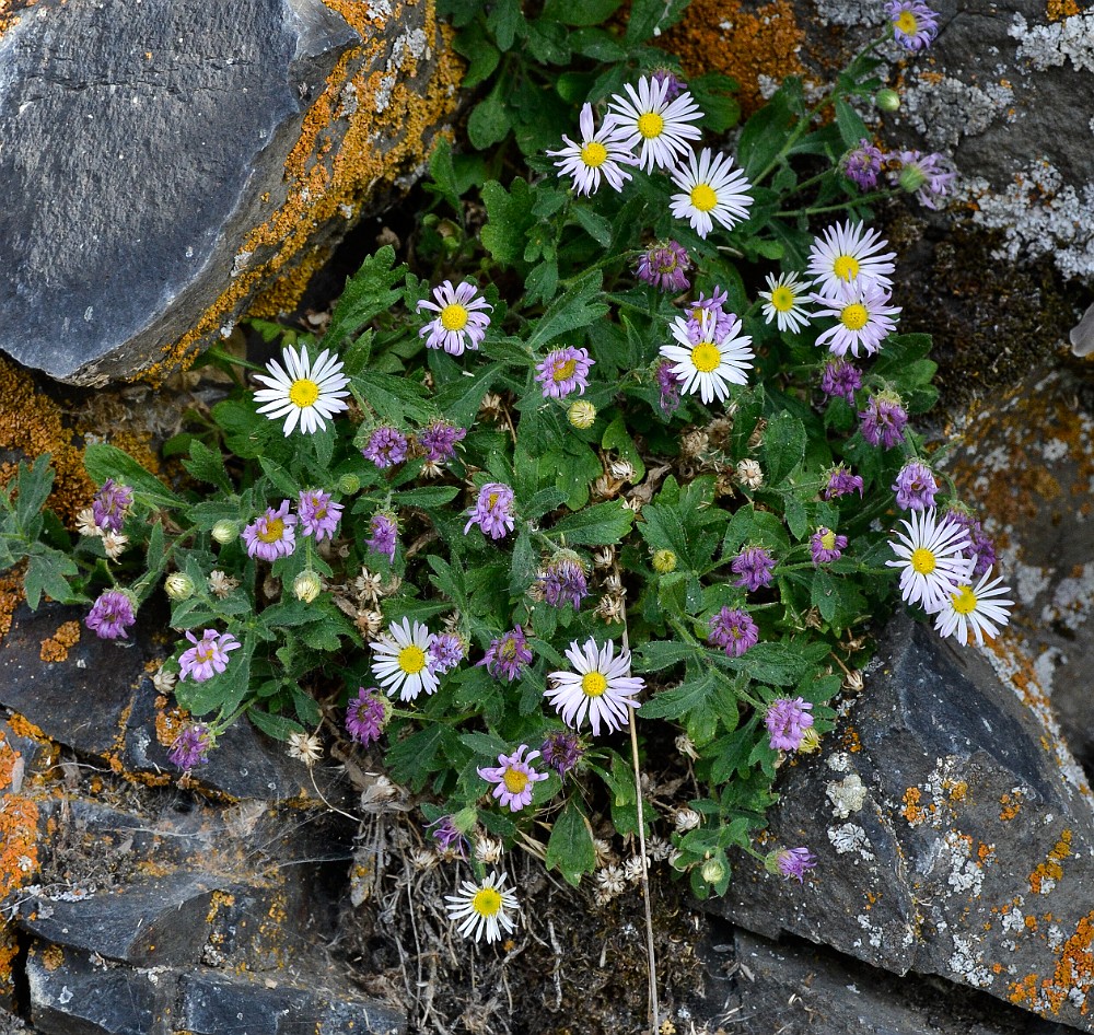 Basalt daisy (2)
