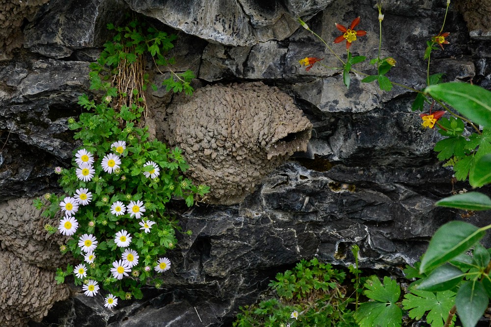 Basalt daisy, Cliff swallow nest and Red columbine