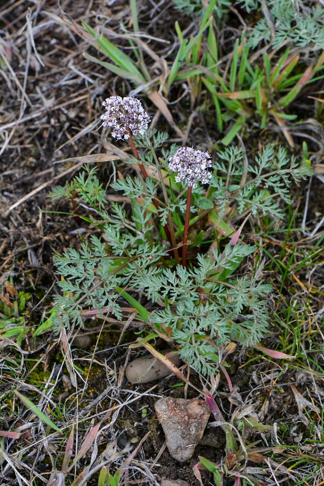 Canby's desert-parsley