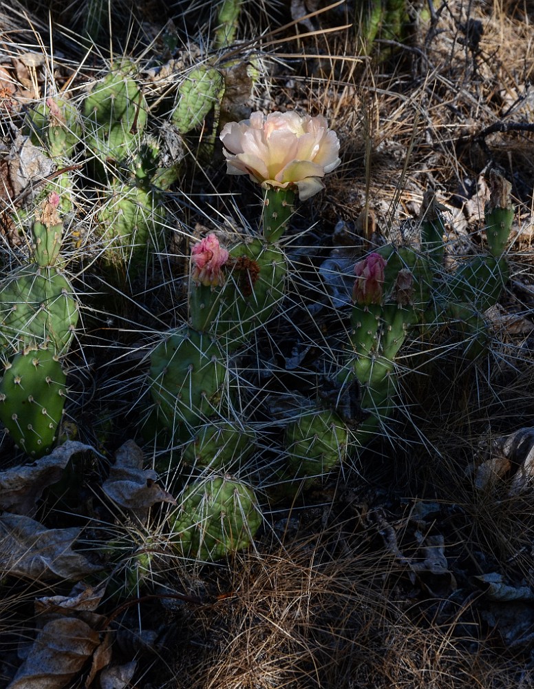 Columbia prickly-pear (2)