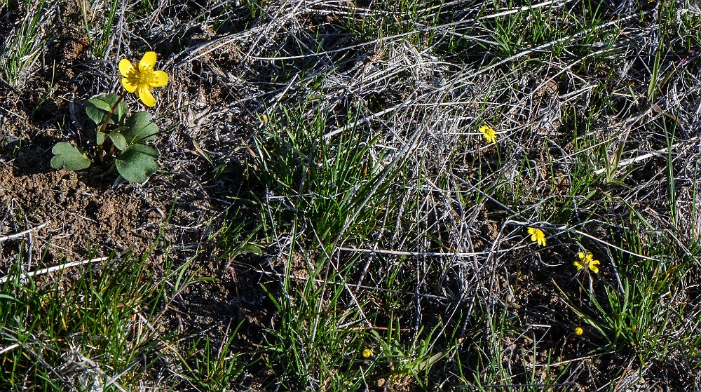 Common spring-gold and Sagebrush buttercup