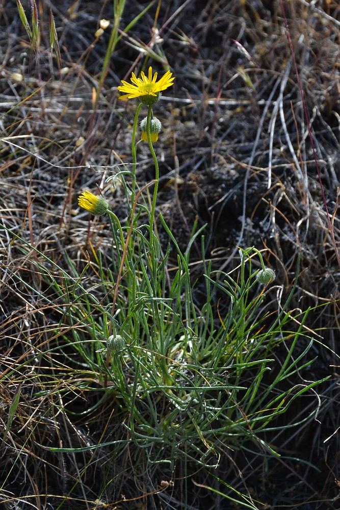 Desert yellow daisy - Erigeron linearis (2)