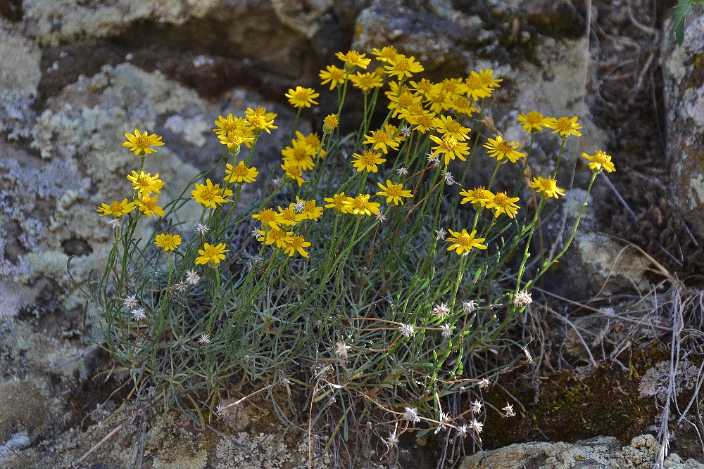 Desert yellow daisy - Erigeron linearis (8)