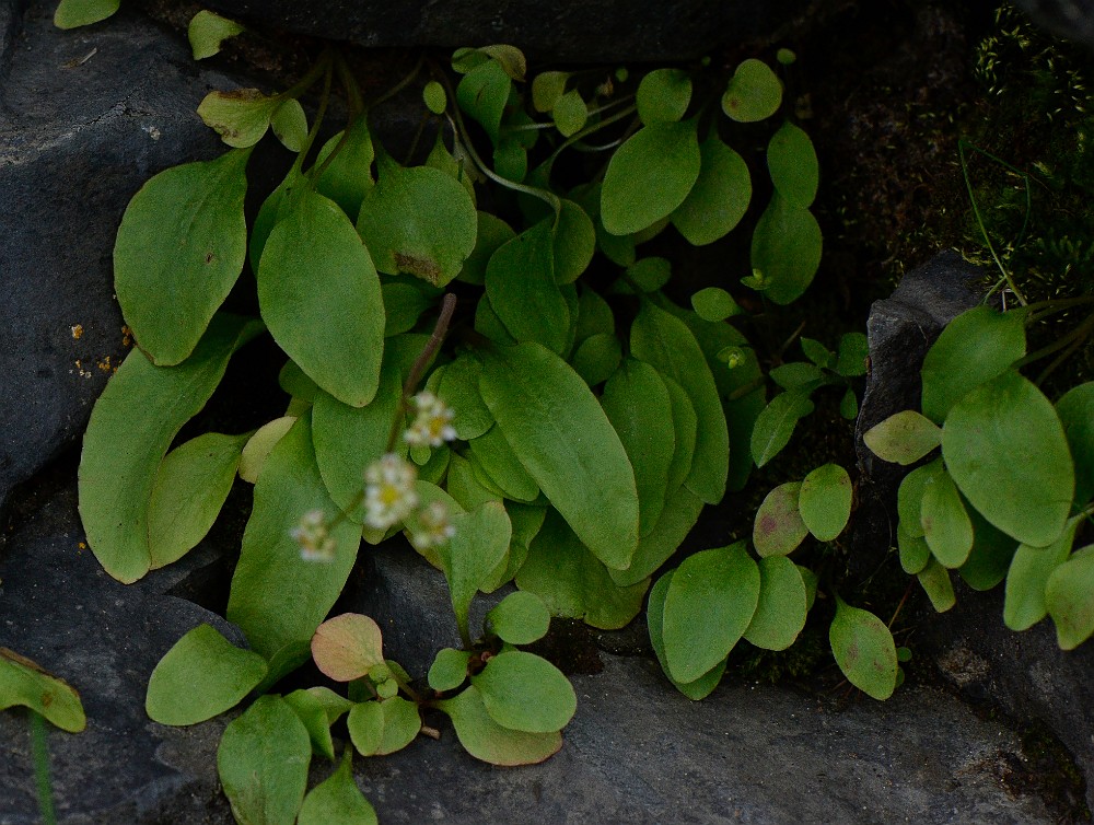 Micranthes fragosa - Clayton's saxifrage